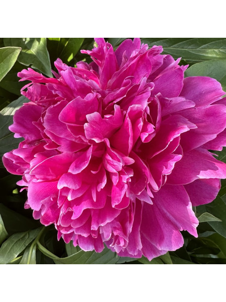 Пион - отдушка 10 мл