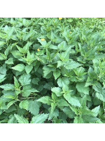 Крапива  (10 мл) - отдушка для мыла и косметики ручной работы