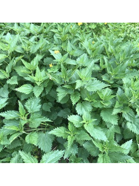 Крапива - отдушка (10 мл)