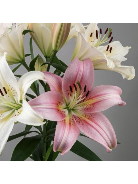 Лилия - отдушка 10 мл