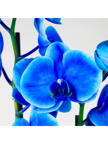 Голубая орхидея - отдушка 10 мл