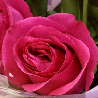 Роза - отдушка 10 мл