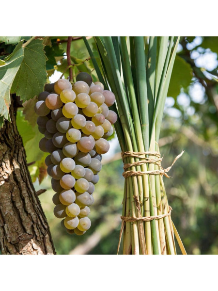 Виноград и лемонграсс - отдушка (10 мл)