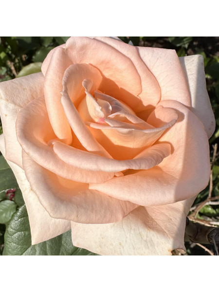 Бархатная роза - отдушка (10 мл)