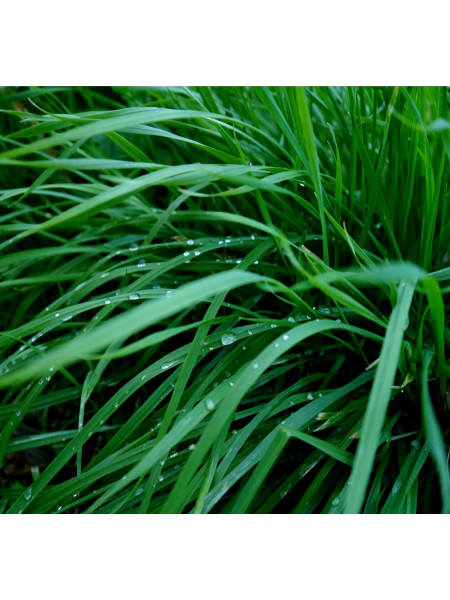 Зеленая трава - отдушка (10 мл)