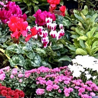 Гарден вью - отдушка (10 мл)