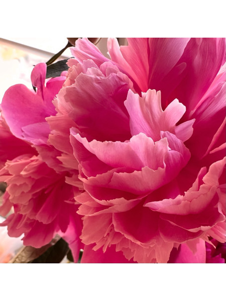 Пион красный - отдушка (10 мл)