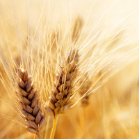 Протеины пшеницы гидролизованные 100 г