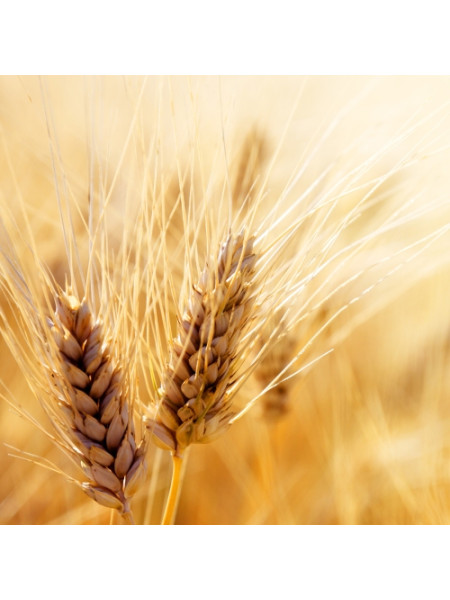 Протеины пшеницы гидролизованные 50 гр